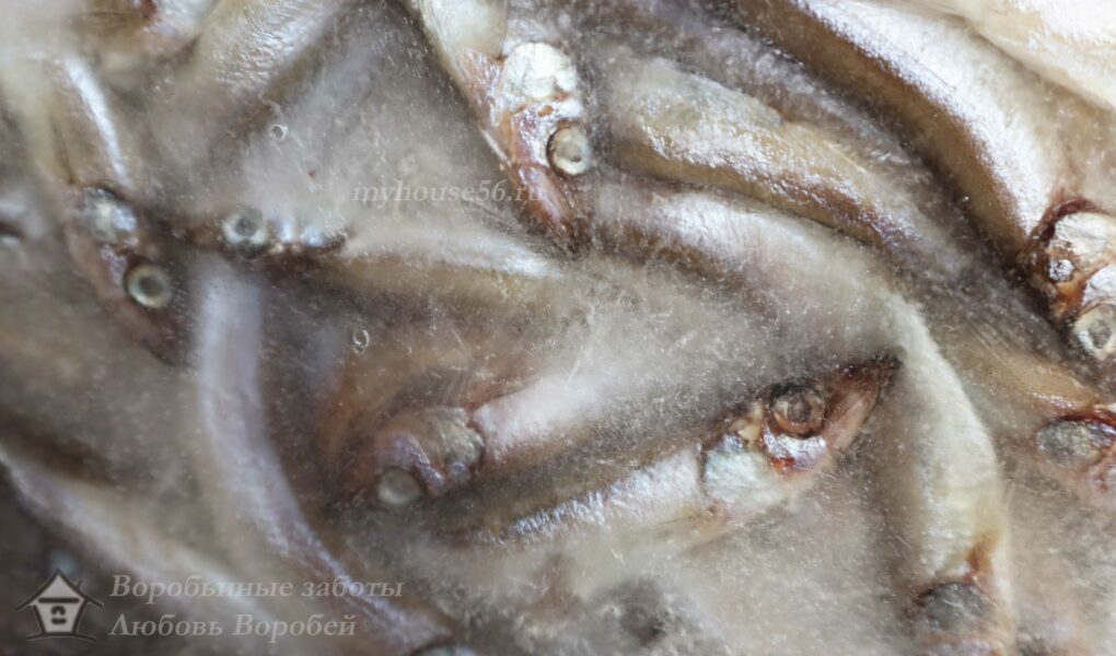 купить хорошую рыбу критерии выбора соленой рыбы критерии выбора замороженной рыбы критерии выбора свежей рыбы