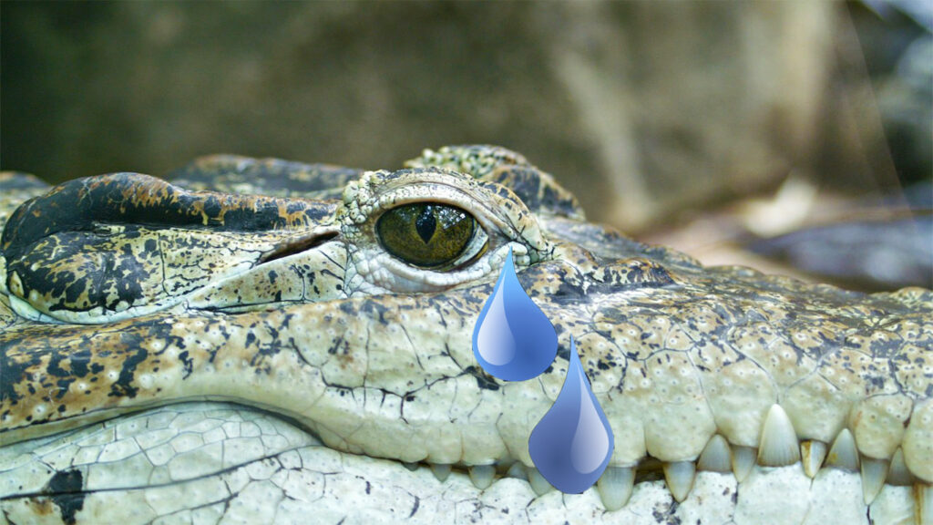 крокодиловы слезы