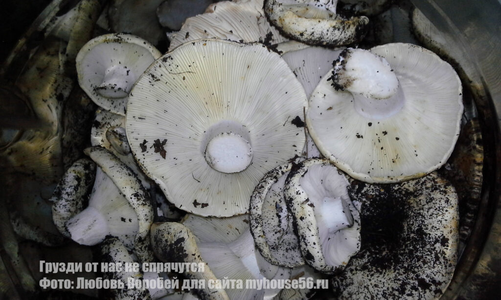 грузди грибы