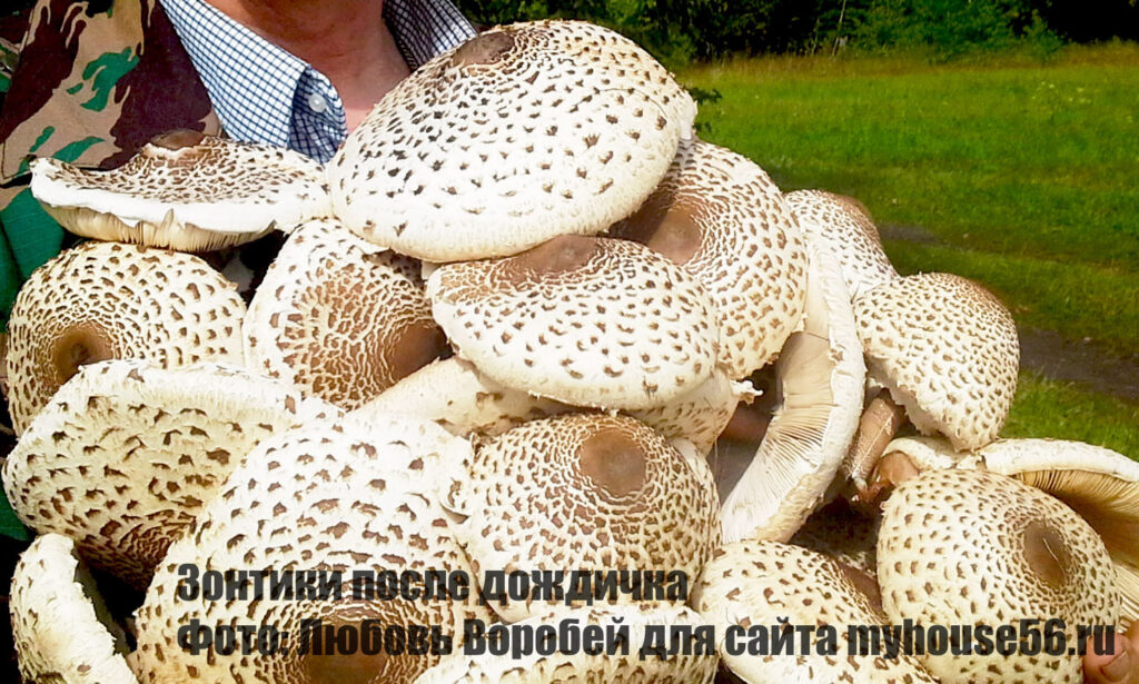 зонтики грибы