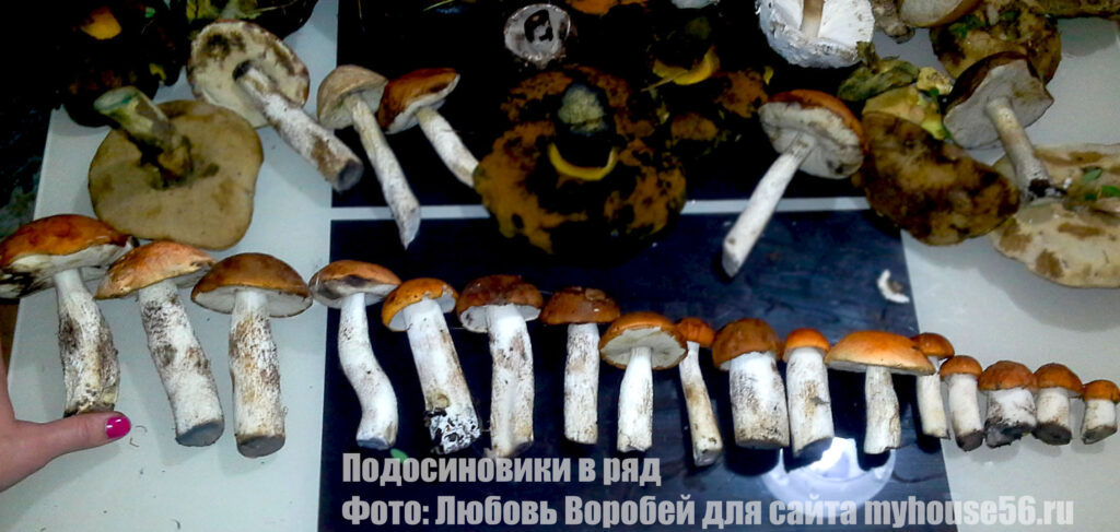подосиновики грибы