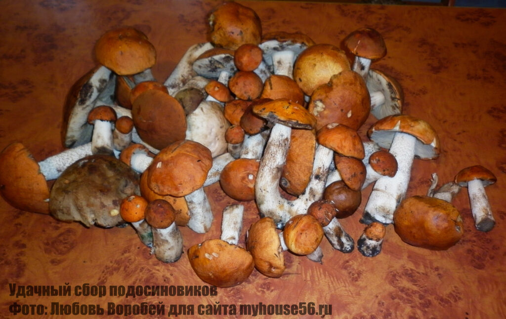 подосиновики грибы
