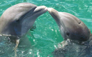 дельфины