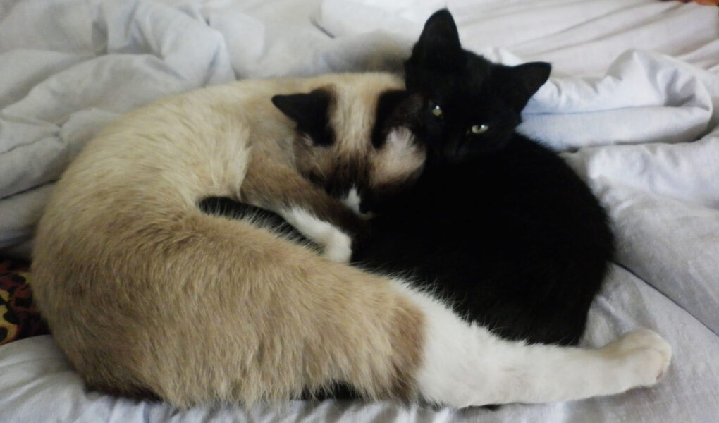 коты шерсть