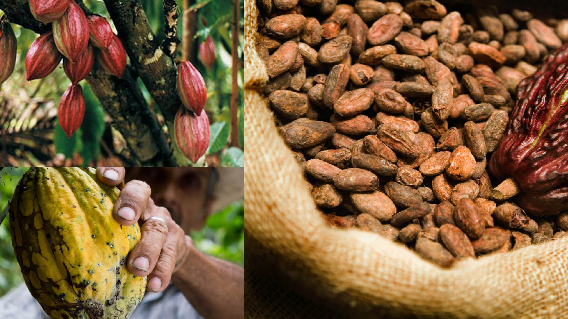 Цены на какао бобы. Родина какао бобов. Какао Бобы Гуаякиль. Какао Бобы дерево. Плоды какао дерева.