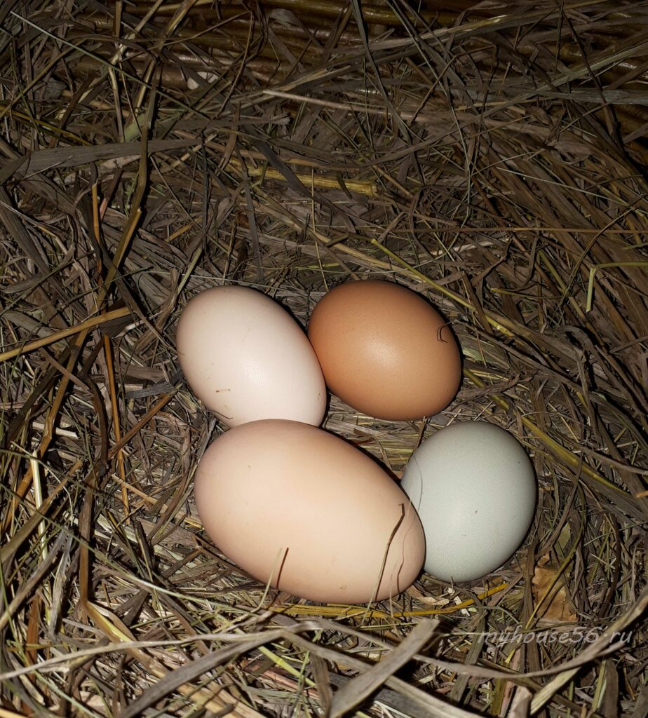 гнездо с яйцами яйца в гнезде