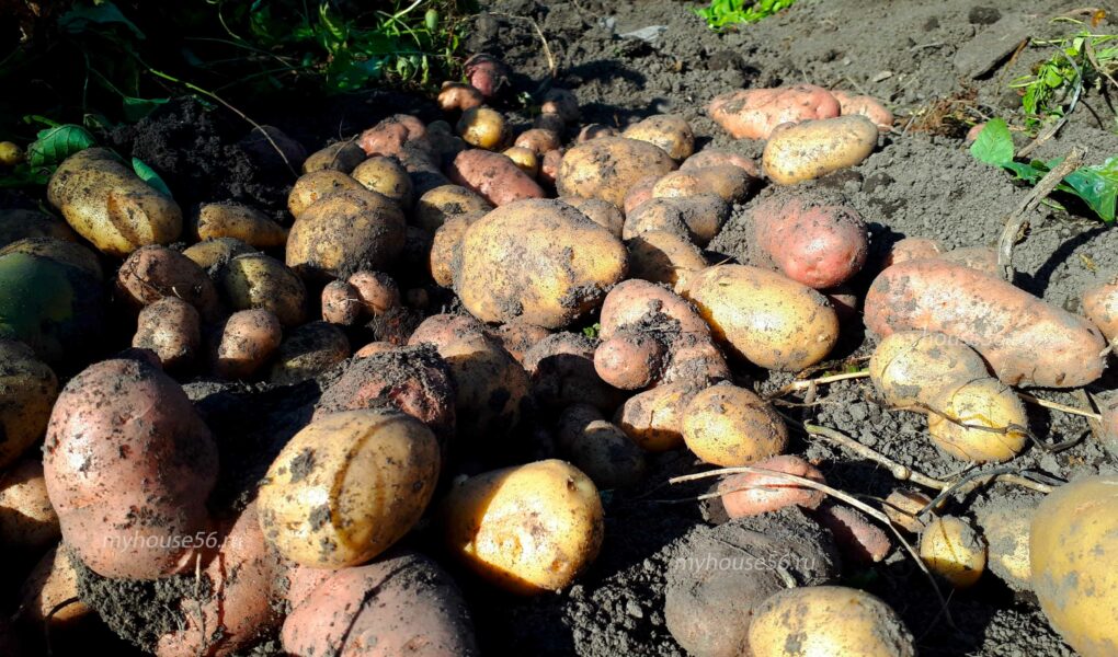 история появления картофеля в стране картофель географическое распространение завезли в россию культура картофеля