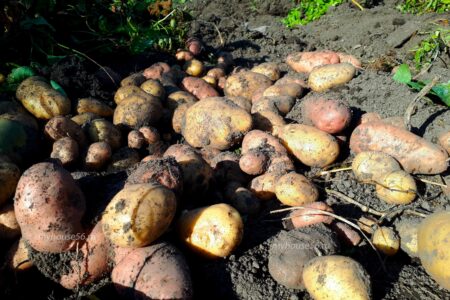 история появления картофеля в стране картофель географическое распространение завезли в россию культура картофеля