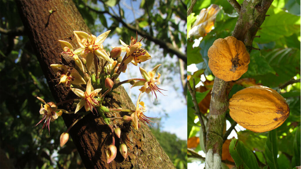 какао цветет бобы плоды