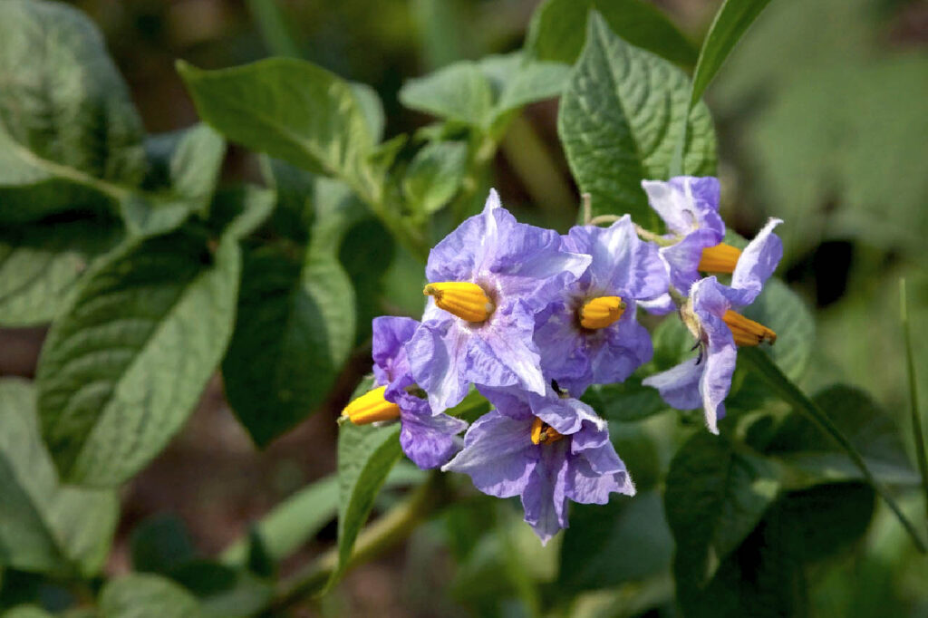 цветок картофеля цвести