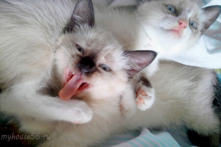 котята зевают