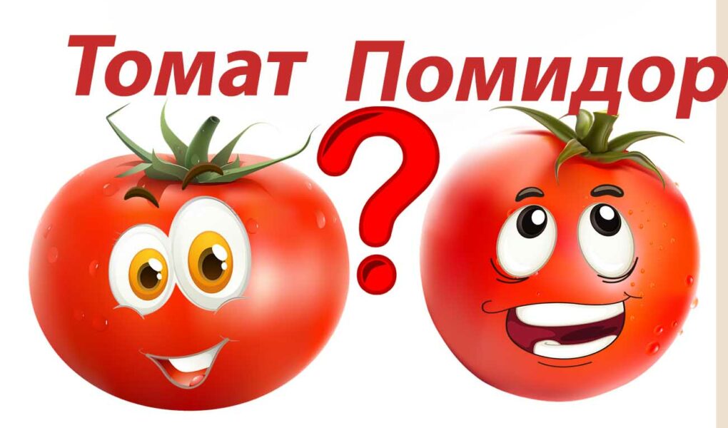 томат и помидор почему так называются