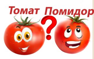 томат и помидор почему так называются