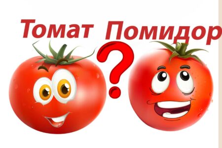 томат и помидор почему так называются