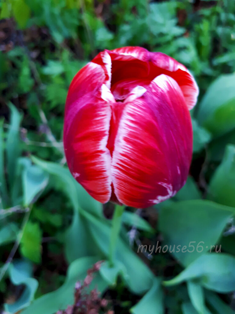 Тюльпан красивый красный