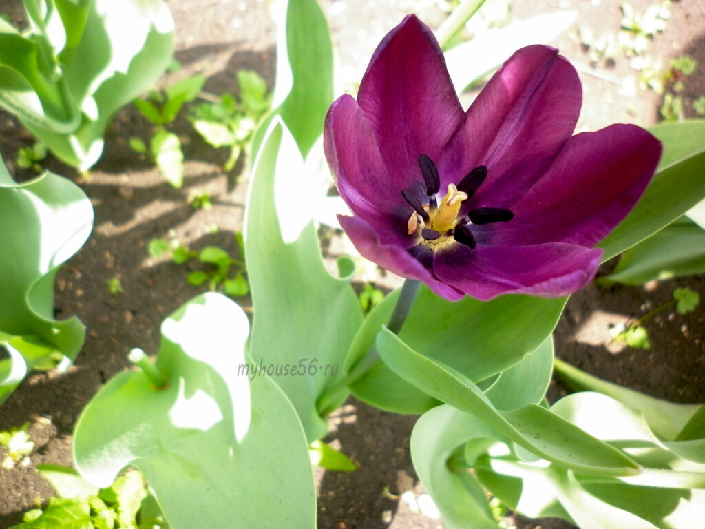 Тюльпан фиолетовый в саду