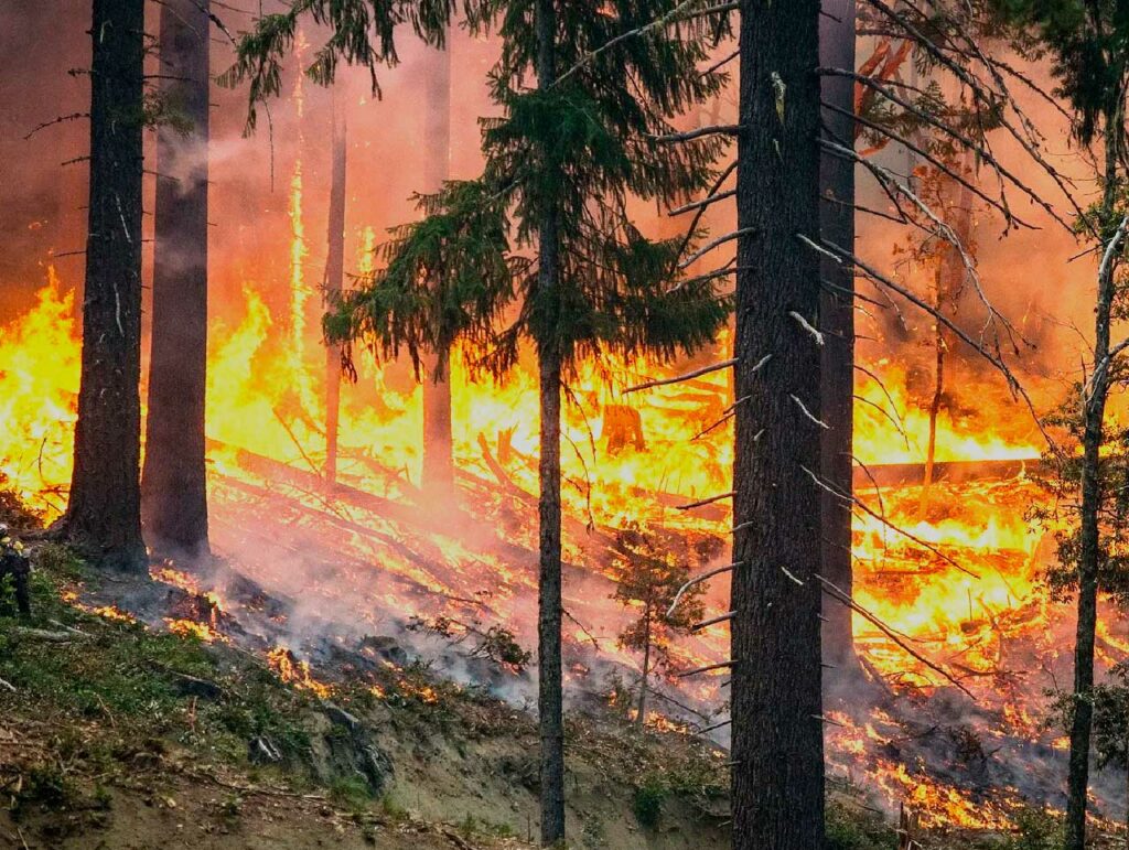 лесной пожар огонь