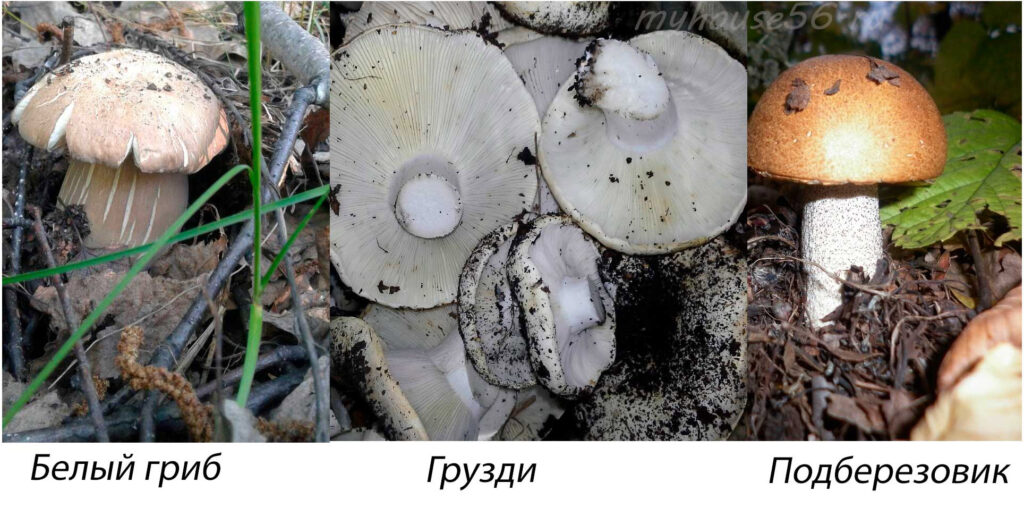 съедобные грибы названия грузди подберезовик белый гриб