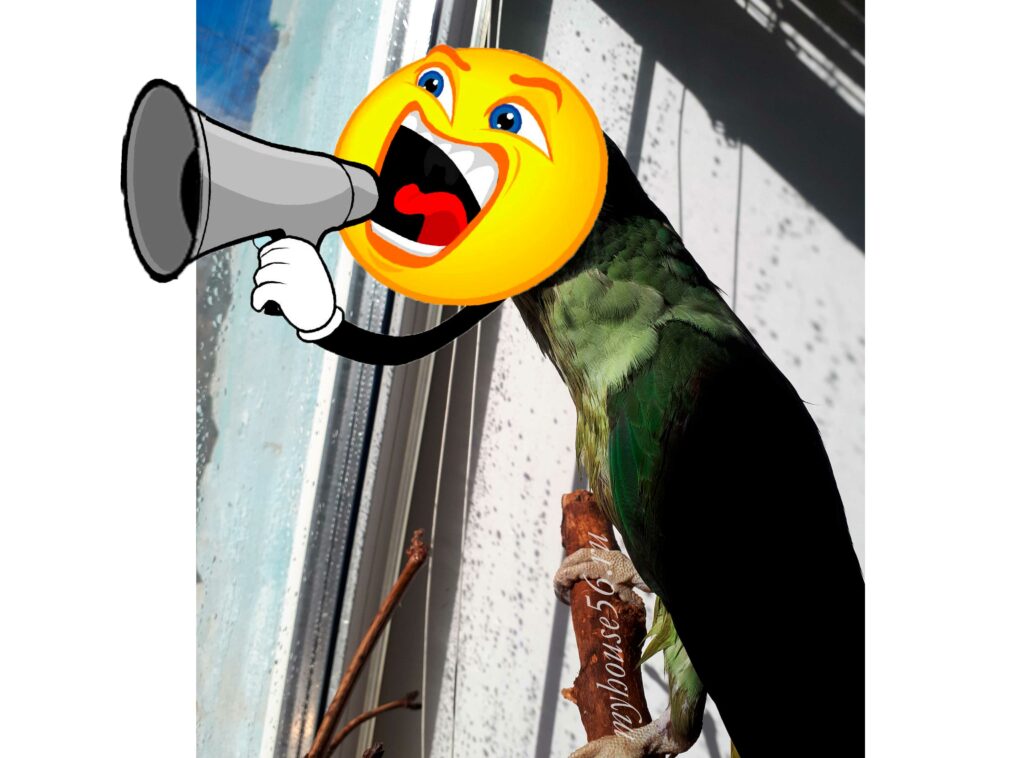 Как успокоить попугая, когда он кричит и чем-то недоволен