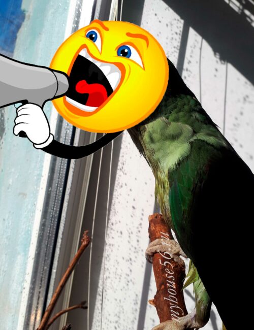 Как успокоить попугая, когда он кричит и чем-то недоволен