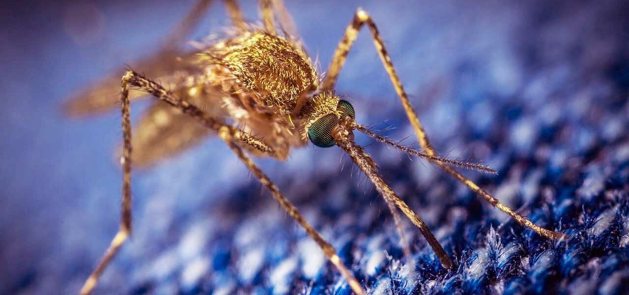 простое и дешевое средство от комаров своими руками дома
