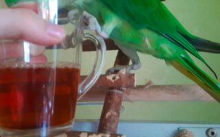 можно попугай пить чай давать дать чай