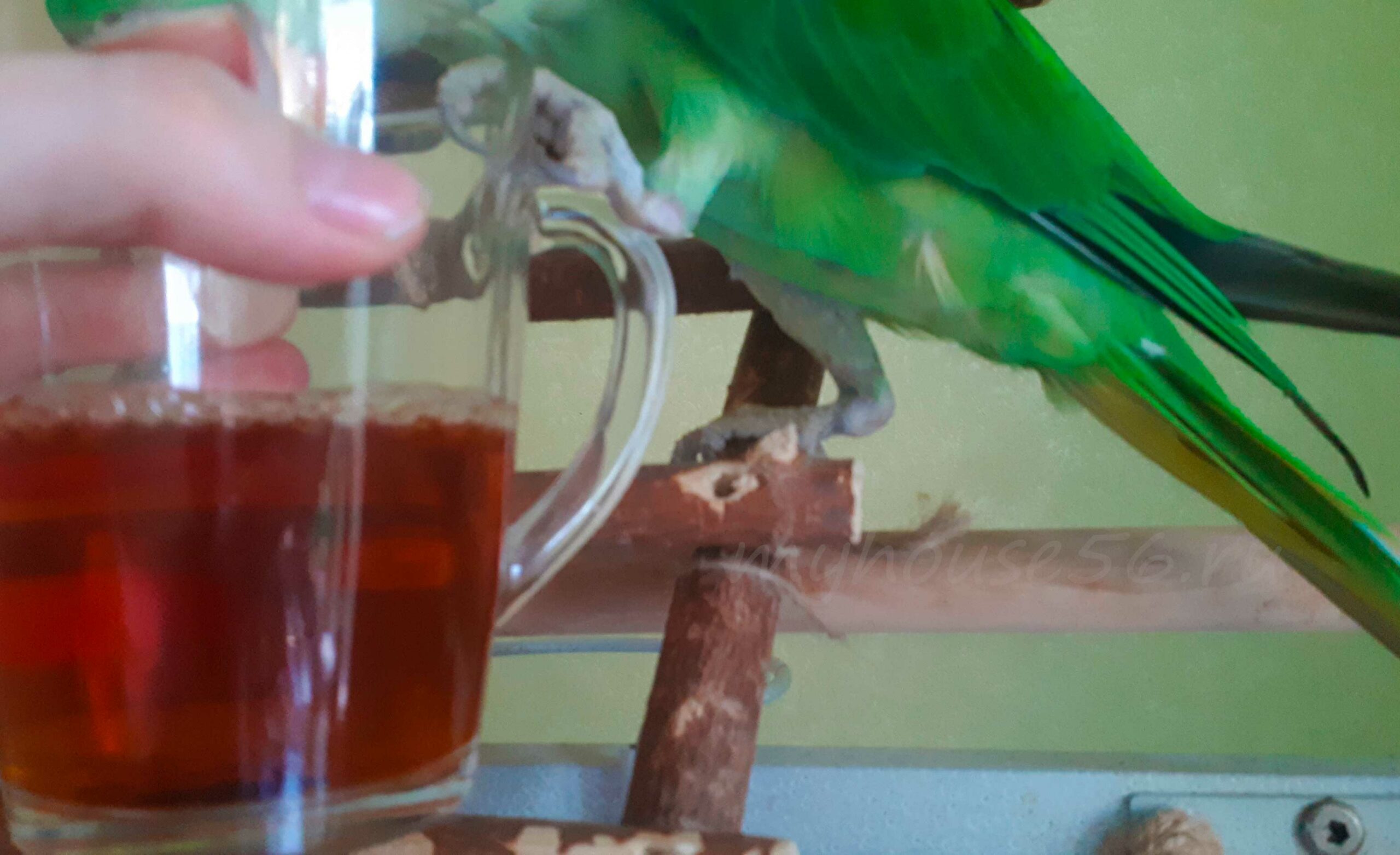 можно ли попугаям чай
