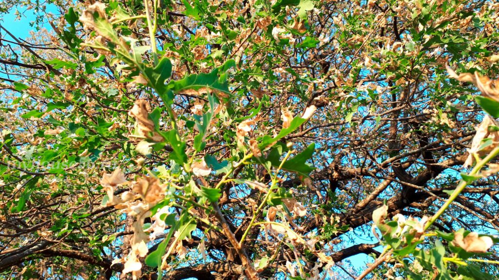 Почему у дуба скручиваются и желтеют листья летом желтые листья у дуба дубовая широкоминирующая моль  