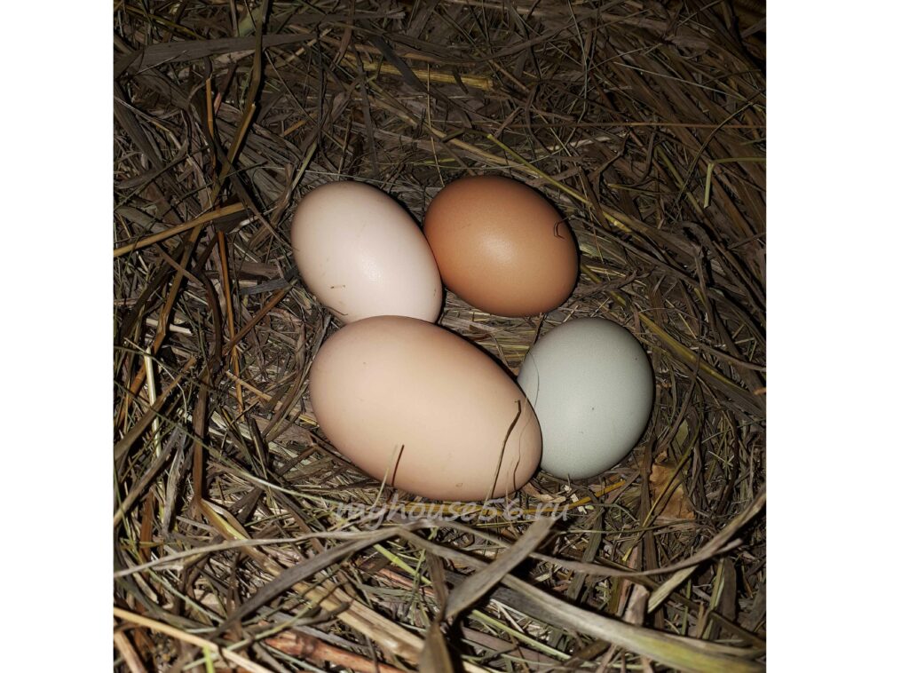 у курицы яйцо без скорлупы что делать причины почему