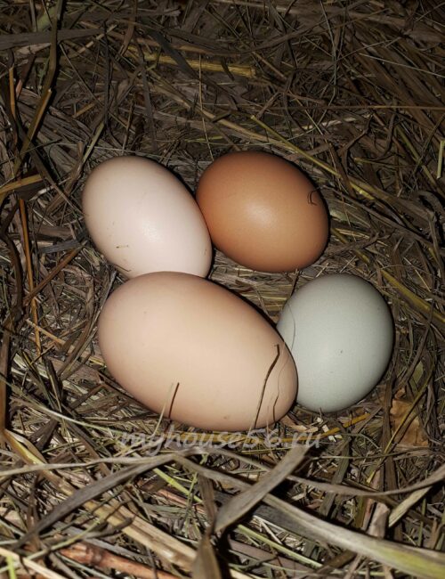 у курицы яйцо без скорлупы что делать причины почему