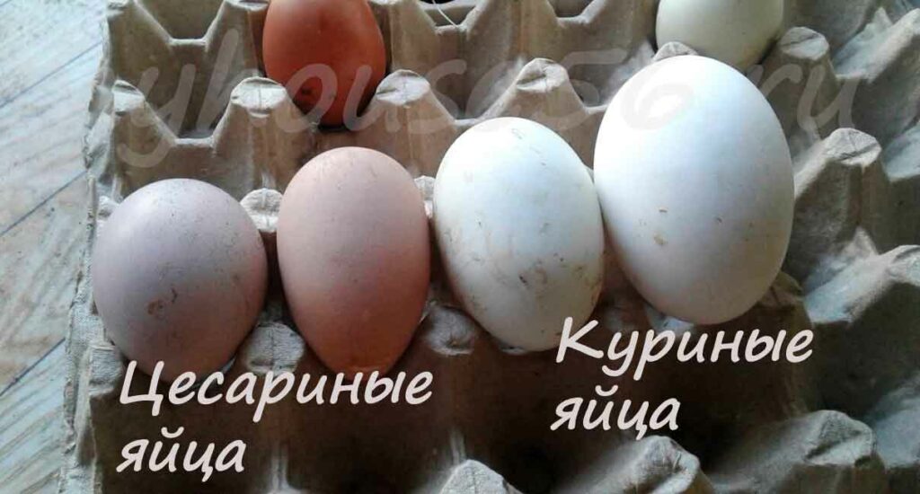 как выглядят цесариные яйца куриные яйца сравнение