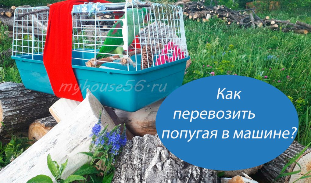 перевезти попугая дальняя дорога с птицей птица клетка как перевозить