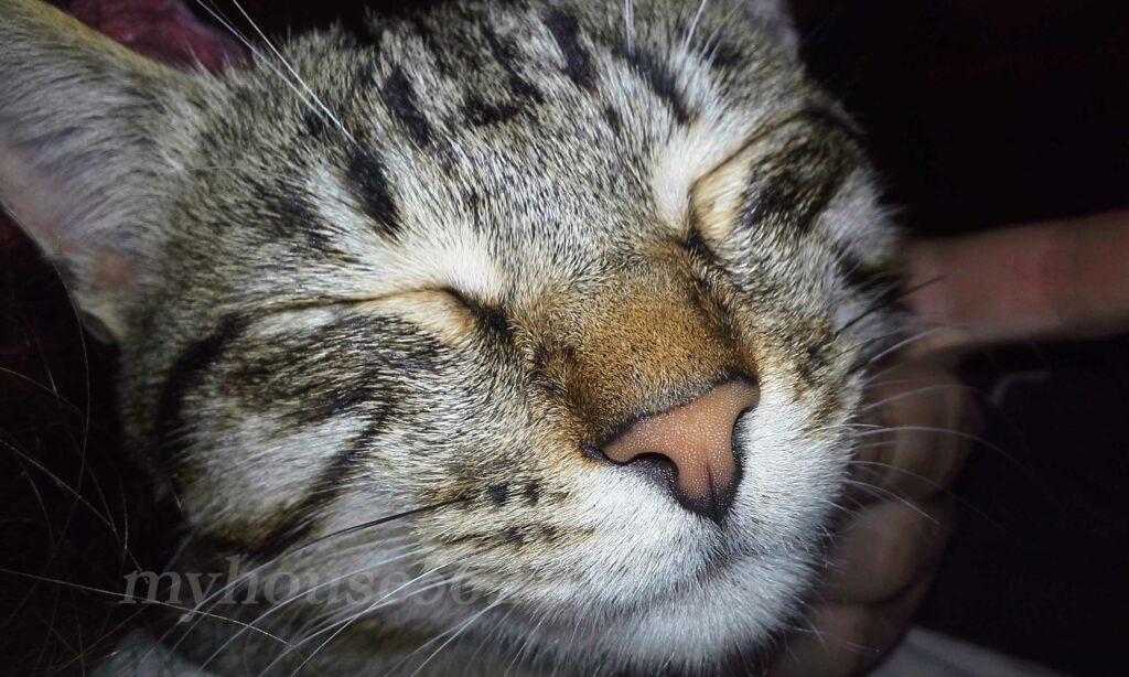Домашний питомец поднимет настроение кот антистресс развеселит животные